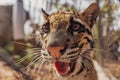 Close-up shot of an adorable clouded leopard face Royalty Free Stock Photo
