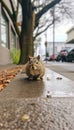 Curious Eastern Gray Squirrel on Urban Sidewalk, AI Generated