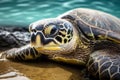 Close up shot of adorable Hawaiian Green Sea turtle in the beach shore. Royalty Free Stock Photo