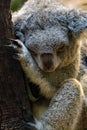 Close up shot of an adorable koala in its natural habitat Royalty Free Stock Photo