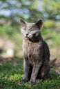 Close up shot of an adorable resting grey kitty in a blurry background