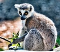 Close-up shot of a An adorable Ring-tailed Lemur Royalty Free Stock Photo