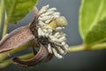 close up shot of the aegle marmelos flowering bud. Royalty Free Stock Photo