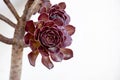 Close up shot of aeonium arboreum var. atropurpureum