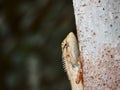 Close-up shot of Agamid lizard crawling on the tree Royalty Free Stock Photo