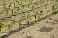 Close-up shot of agricultural field of corn Royalty Free Stock Photo