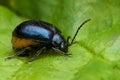 Close-up shot of a Alder Leaf Beetle perched atop a green leaf Royalty Free Stock Photo