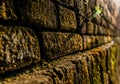 Close up shot of algae on brick wall with sunlight in the defocused background Royalty Free Stock Photo