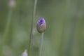 Close up shot of Allium flower bud Royalty Free Stock Photo