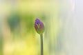 Close up shot of Allium flower bud