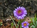 Alpin aster or blue alpine daisy (Aster alpinus) flowering with large daisy-like flowers with blue-violet Royalty Free Stock Photo