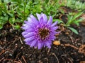 Alpin aster or blue alpine daisy (Aster alpinus) flowering with large daisy-like flowers with blue-violet Royalty Free Stock Photo