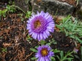 Close up shot of the alpin aster or blue alpine daisy (Aster alpinus) flowering with large daisy-like flowers Royalty Free Stock Photo