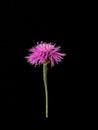 Close-up shot of an American basketflower against a dark background Royalty Free Stock Photo