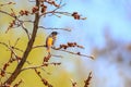 Close up shot of American Robin bird on a tree branch Royalty Free Stock Photo