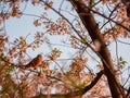 Close up shot of American Robin on cherry tree Royalty Free Stock Photo