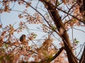 Close up shot of American Robin on cherry tree Royalty Free Stock Photo