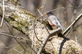 Close-up shot of an American robin perched on a tree branch Royalty Free Stock Photo