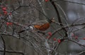 Close-up shot of an American robin perched on a tree branch with red berries. Turdus migratorius. Royalty Free Stock Photo