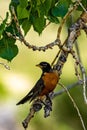 Close-up shot of an American robin perched on a tree branch. Turdus migratorius. Royalty Free Stock Photo