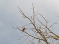 Close up shot of American robin sitting on the tree Royalty Free Stock Photo