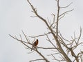 Close up shot of American robin sitting on the tree Royalty Free Stock Photo