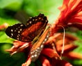 Close-up shot of a Anartia amathea butterfly perched atop a brightly colored flower