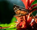 Close-up shot of a Anartia amathea butterfly perched atop a brightly colored flower