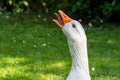 A close up shot of an angry goose Royalty Free Stock Photo