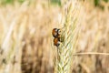 Close-up shot of Anisoplia austriacas on a wheat ear in the field Royalty Free Stock Photo