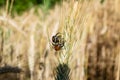 Close-up shot of Anisoplia austriacas on a wheat ear in the field Royalty Free Stock Photo