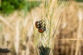 Close-up shot of Anisoplia austriacas on a wheat ear in the field Royalty Free Stock Photo