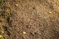 Close up shot of the anthill. Nature Royalty Free Stock Photo