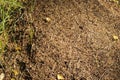 Close up shot of the anthill. Nature Royalty Free Stock Photo