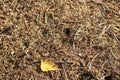 Close up shot of the anthill. Nature Royalty Free Stock Photo