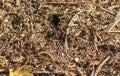 Close up shot of the anthill. Nature Royalty Free Stock Photo