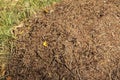 Close up shot of the anthill. Nature Royalty Free Stock Photo