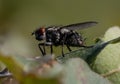 Close-up shot of an Anthomyia on a leaf Royalty Free Stock Photo