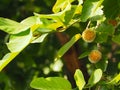 Close up shot of Antochepalus Cadamba flower and leafs