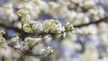 Close up of apple blossom Royalty Free Stock Photo