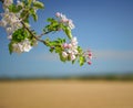 Close-up shot of apple blossom flowers growing in a blur Royalty Free Stock Photo