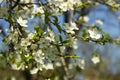 Close-up shot of Apple blossom flowers in spring, blooming on young tree branch Royalty Free Stock Photo