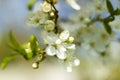 Close-up shot of Apple blossom flowers in spring, blooming on young tree branch Royalty Free Stock Photo