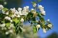 Close up shot of apple tree branch in city garden Royalty Free Stock Photo