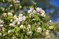 Close up shot of apple tree branch in city garden Royalty Free Stock Photo