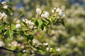 Close up shot of apple tree branch in city garden Royalty Free Stock Photo