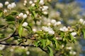 Close up shot of apple tree branch in city garden Royalty Free Stock Photo