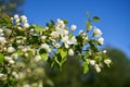 Close up shot of apple tree branch in city garden Royalty Free Stock Photo