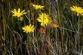 Close-up shot of arnica mountain flowers growing in a field in South Africa