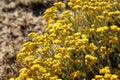 Close-up shot of an array of vivid yellow chamomile flowers. Royalty Free Stock Photo